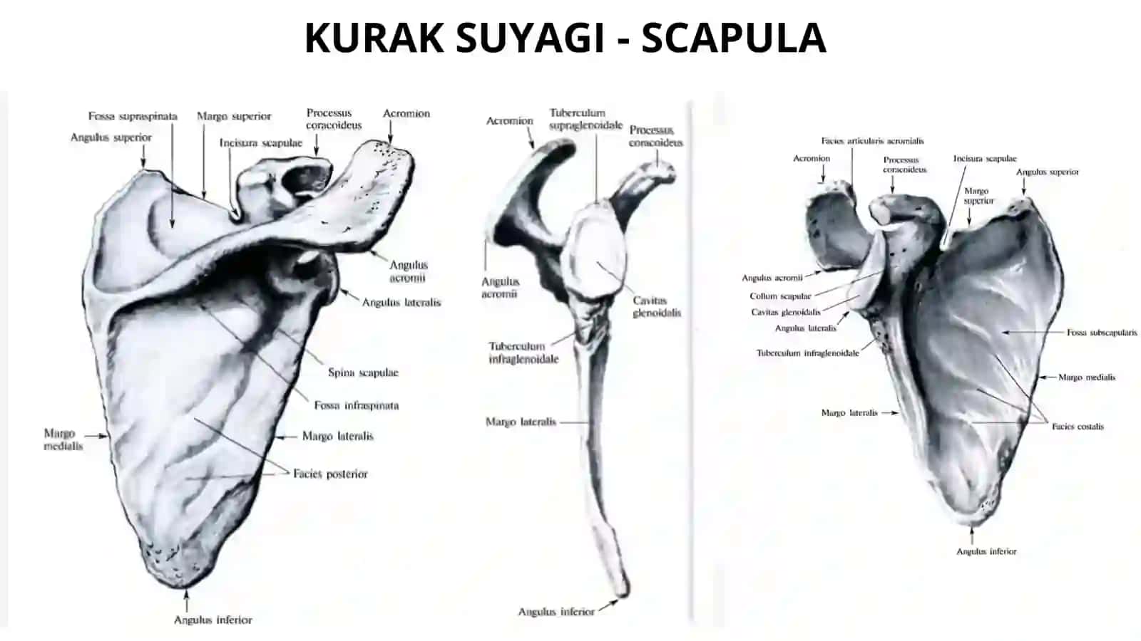 Qoʻl suyaklari ularning normal va variantli anatomiyasi, patalogiyasi 4
