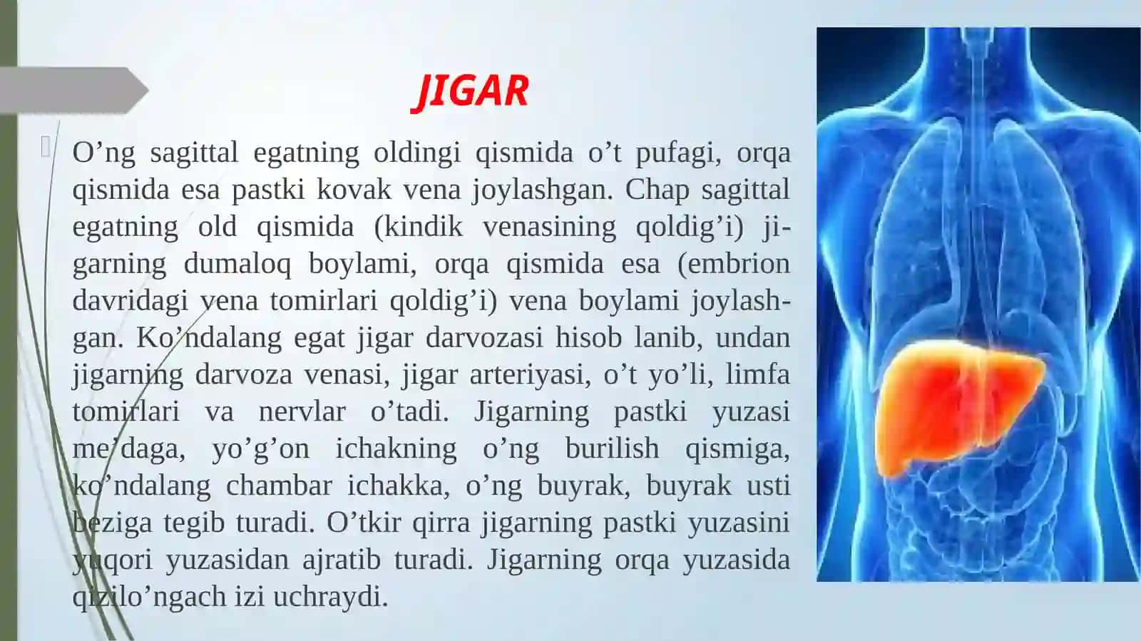 TIBBIY FUNDAMENTAL FANLAR KAFEDRASI№3 MA’RUZA:Xazma'zolaritarkibidagibеzlаr 4