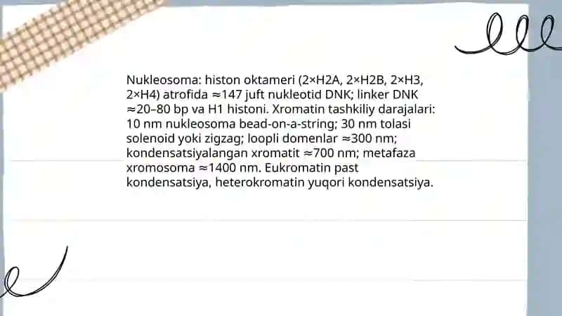 Xromosomalarning molekulyar tuzilishi, autosoma va jinsiy xromosomalarning farqi 4