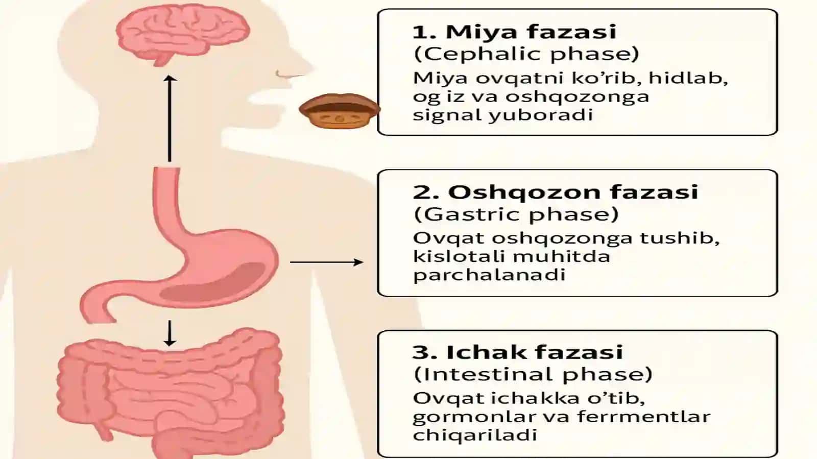 Oshqozonda ovqat hazm bo'lishi miya, oshqozon va ichak fazalari 4
