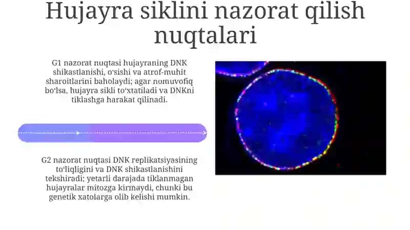 Hujayra sikli va hujayra replikatsiyasi boshqaruvi mexanizmlari 4