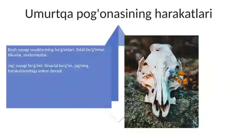 Umurtqa pog'onasining artikulyatsiyasi 4