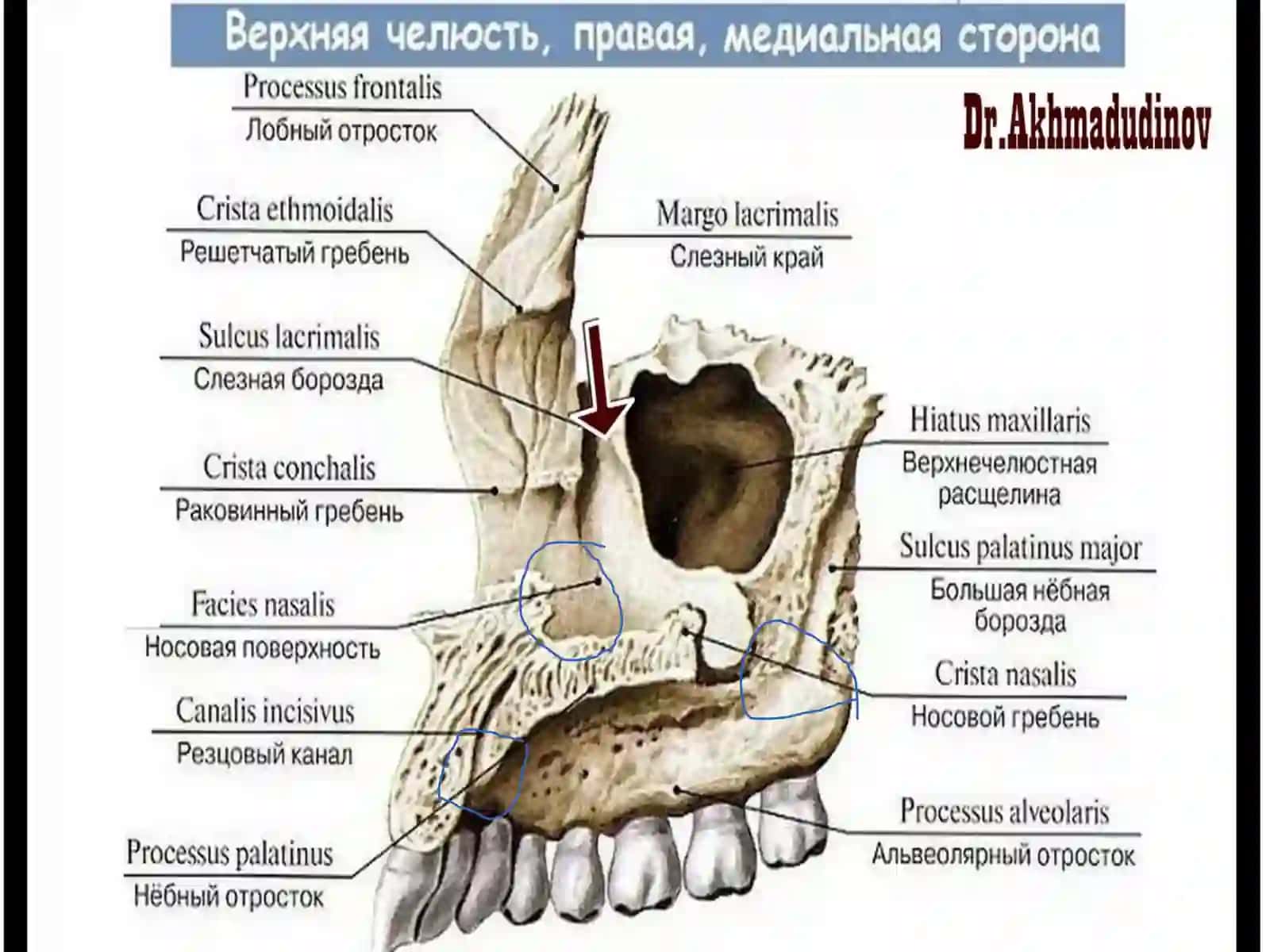 Хирургик стоматология ва дентал имплантология кафедраси 4