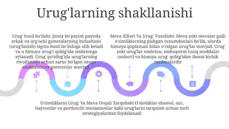 Meva Xillari Va Urug' Tuzulishi 4