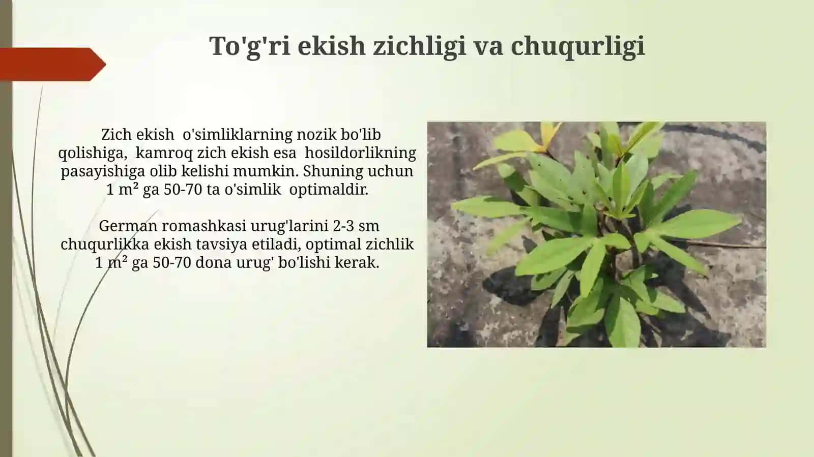 Aptechnaya romashka (Matricaria chamomilla) urug' etishtirish vako'chatchiligi 4
