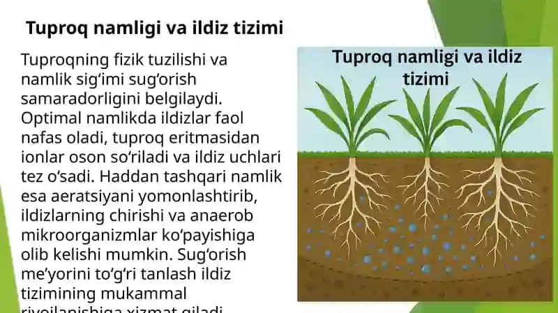 Sugʻoriladigan dehqonchilikning fiziologik asoslari 4