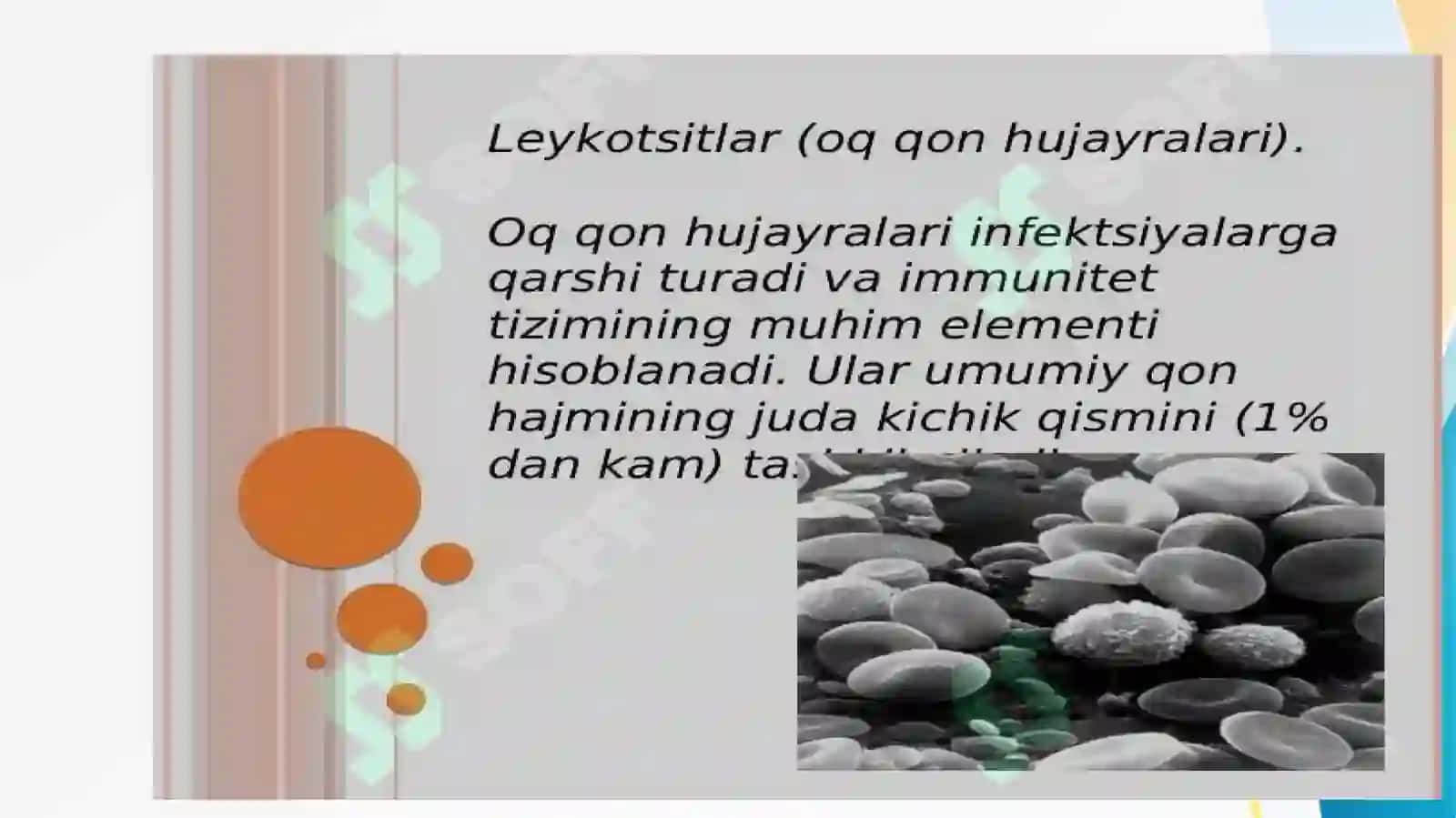Leykotsitlar metabolizmi xususiyatlari 4