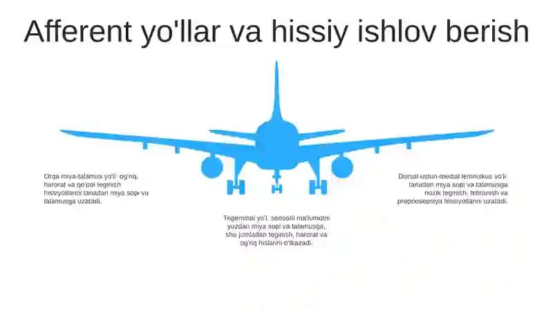 Sezgilarning Nerv-Fiziologik Asoslari 4