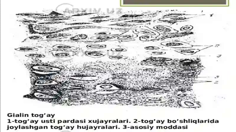 1-BIOLOGIK TO’QIMALAR VA QATTIQ JISMLARNING ZICHLIGINI ANIQLASH slayd 4