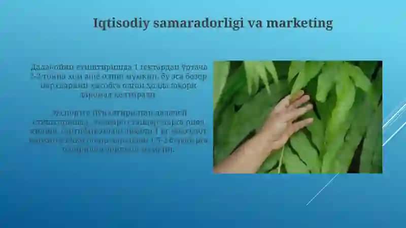 Dalachoyni yetishtirish texnologiyasi 4
