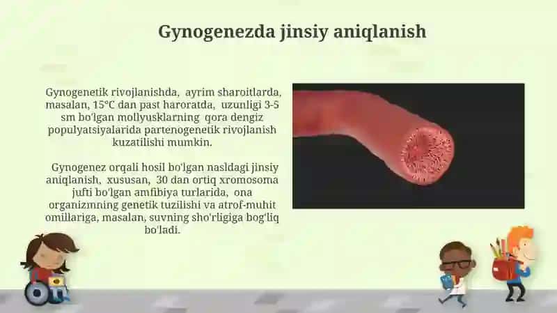 Androgenez, Ginogenez va Partenogenez tushunchalari 4