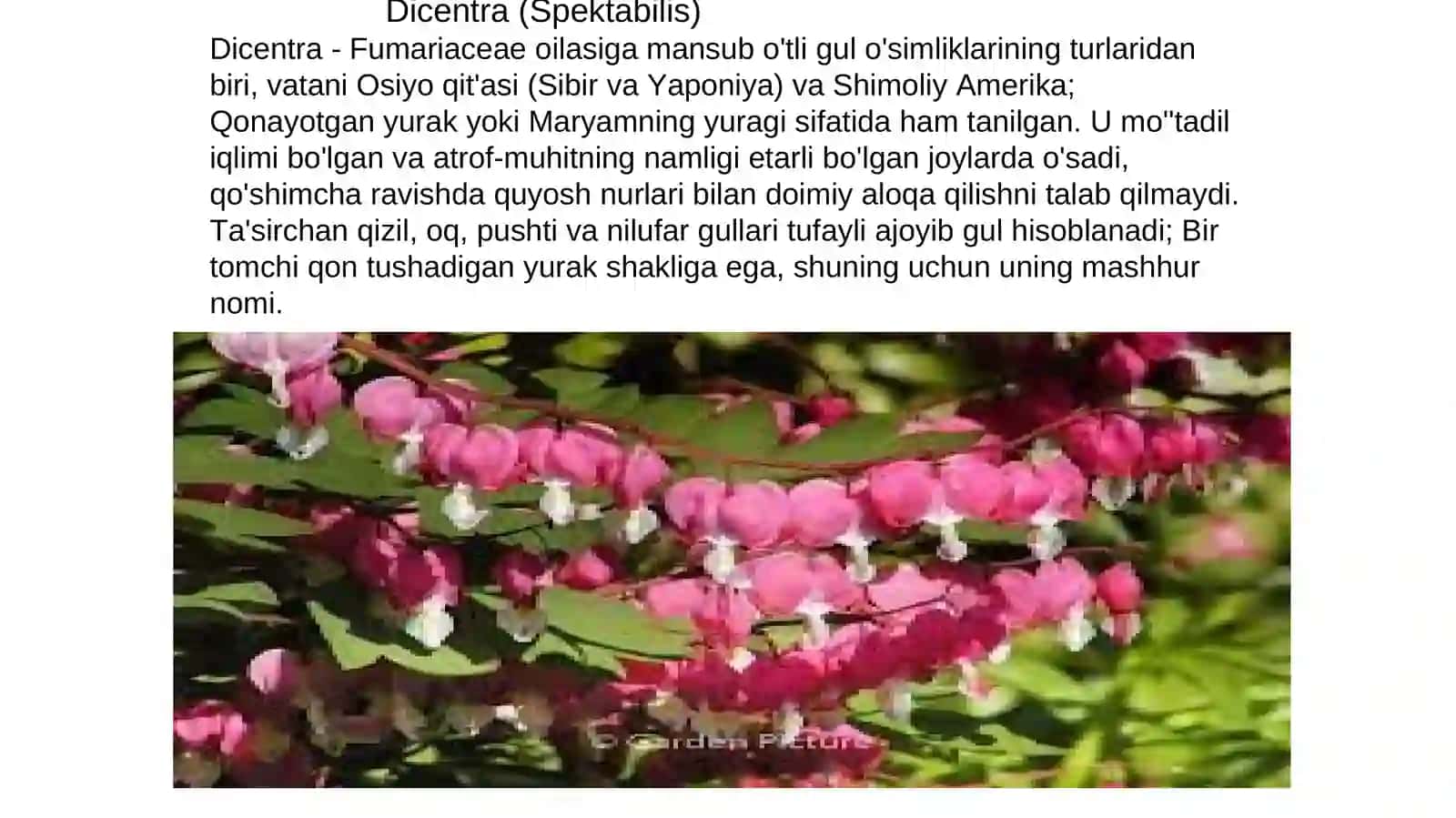 SHO’TARADOSHLAR (FUMARIACEAE) OILASI TURKUMI TURLARI NOMENKLATURASINI TAHLILI VA O’RGANISH QOIDALARI 4