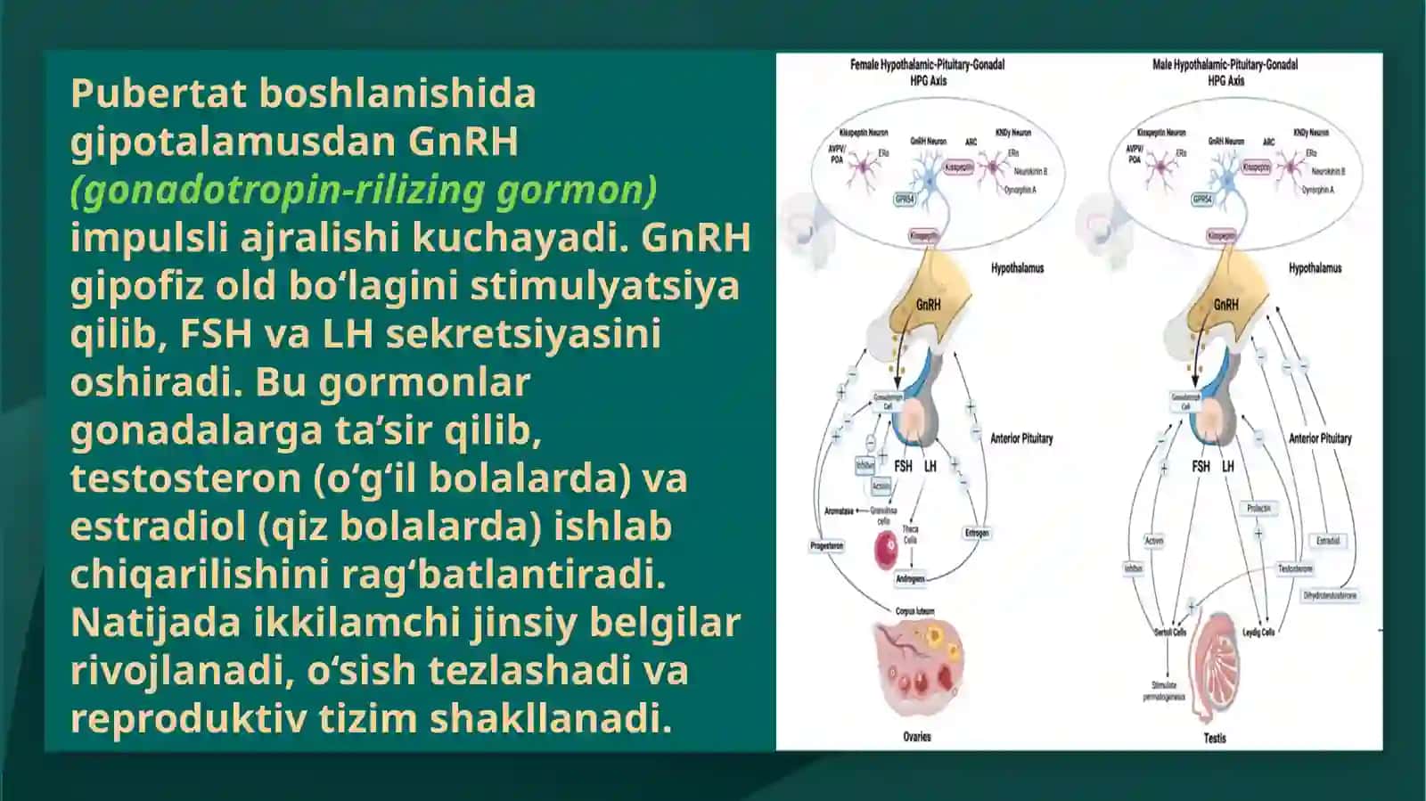 O‘smirlardis prituizmi (MKB-10 bo‘yicha tashxisi, etiologiyasi, patogenezi, klinikasi, tashxislash, qiyosiy tashxislash, davolash usullari) 4