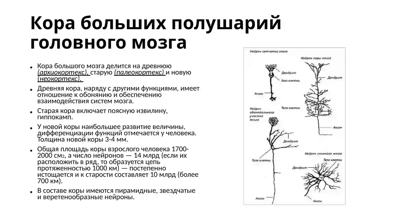 Кора больших полушарий головного мозга 4