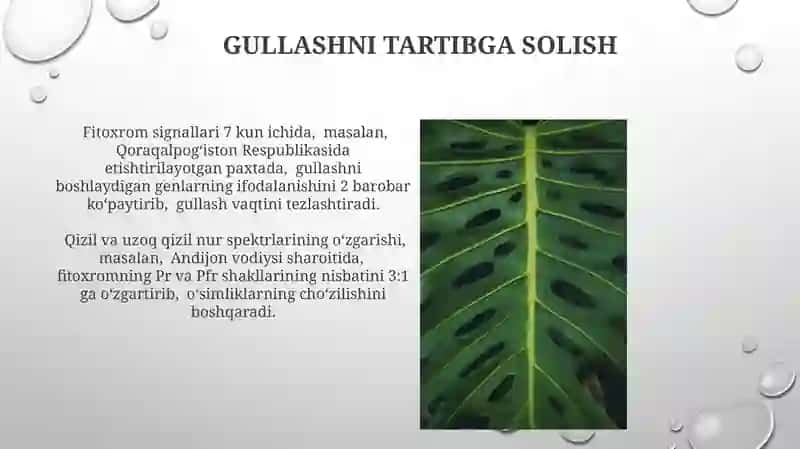 Fitoxrom tizimi va uning Oʻsimliklarning oʻsishidagi oʻrni 4