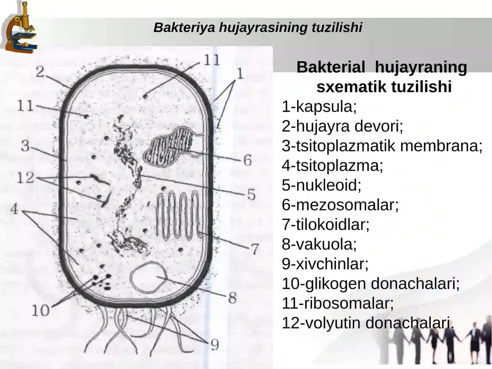 Bakteriyalar harakatchanligini oʻrganish 4
