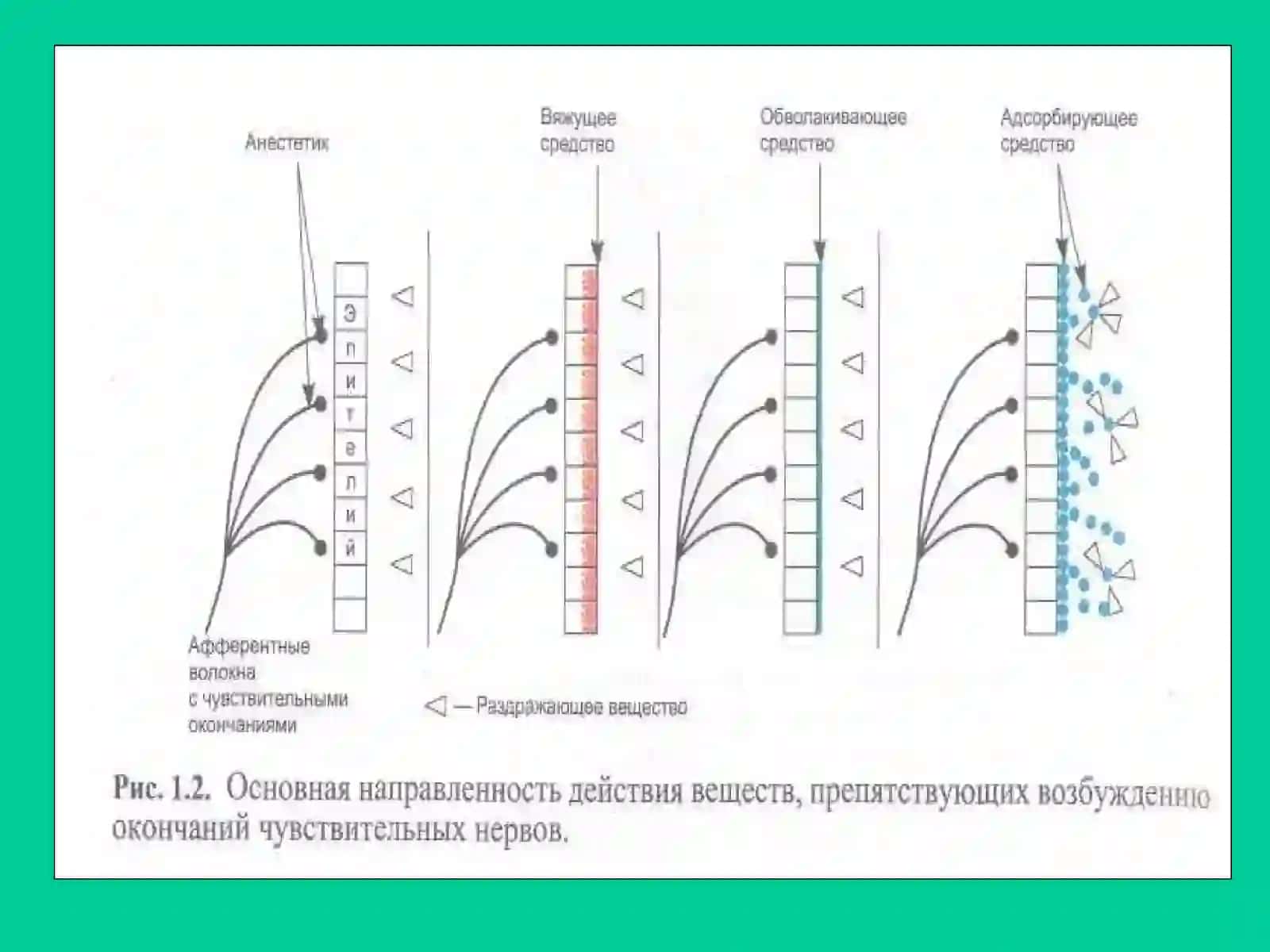 Афферент нерв сезувчанлигини сусайтирувчи моддалар ва анестетиклар 4