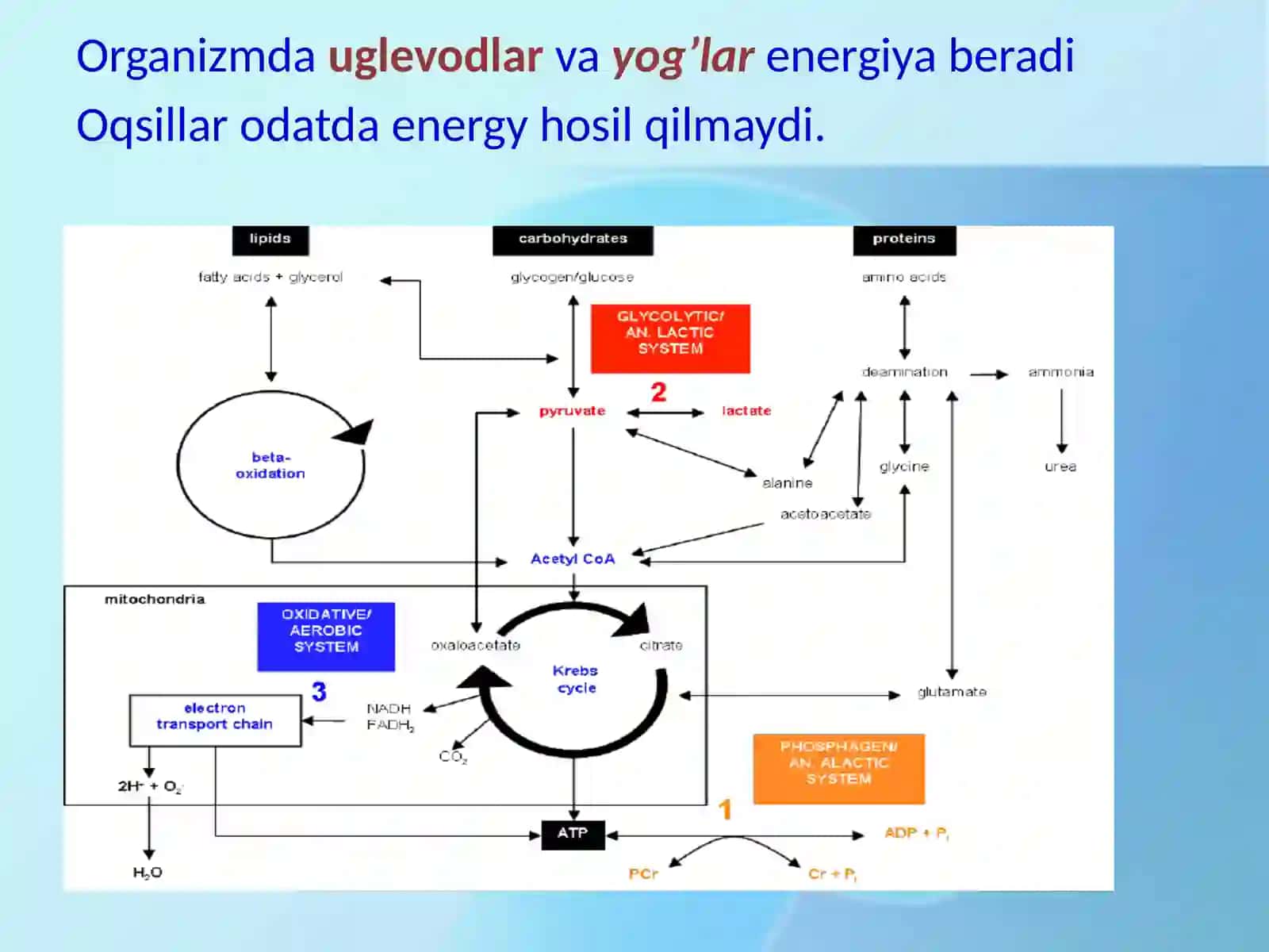 Katabolizmning umumiy yo’llari.Gipoenergetik holatlar 4