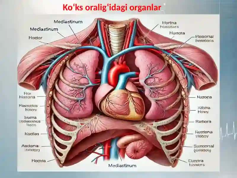 "Ko‘ks oralig‘i" mavzusida prezentatsiyasi 4