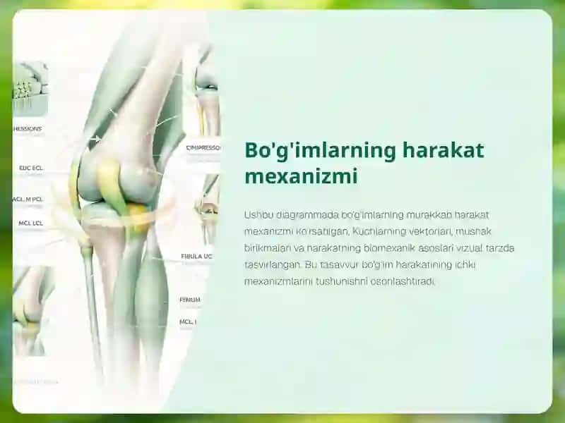 Bogimlarning-biomexanikasi-va-birlashmalarning-rentgenanatomiyasi 4