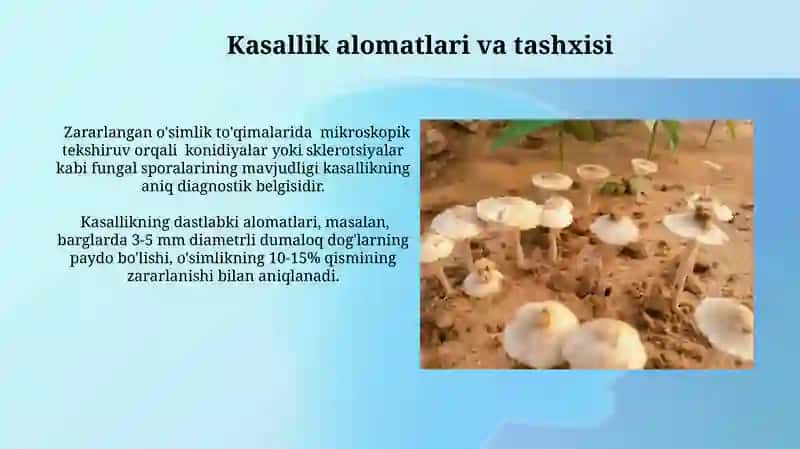 Qo'ziqorin kasalliklarining asosiy turlari va alomatlari 4