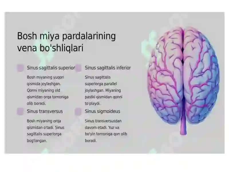 Bosh miya pardalarining vena bo`shliqlari va sistemalari.
Likvorodinamika 4