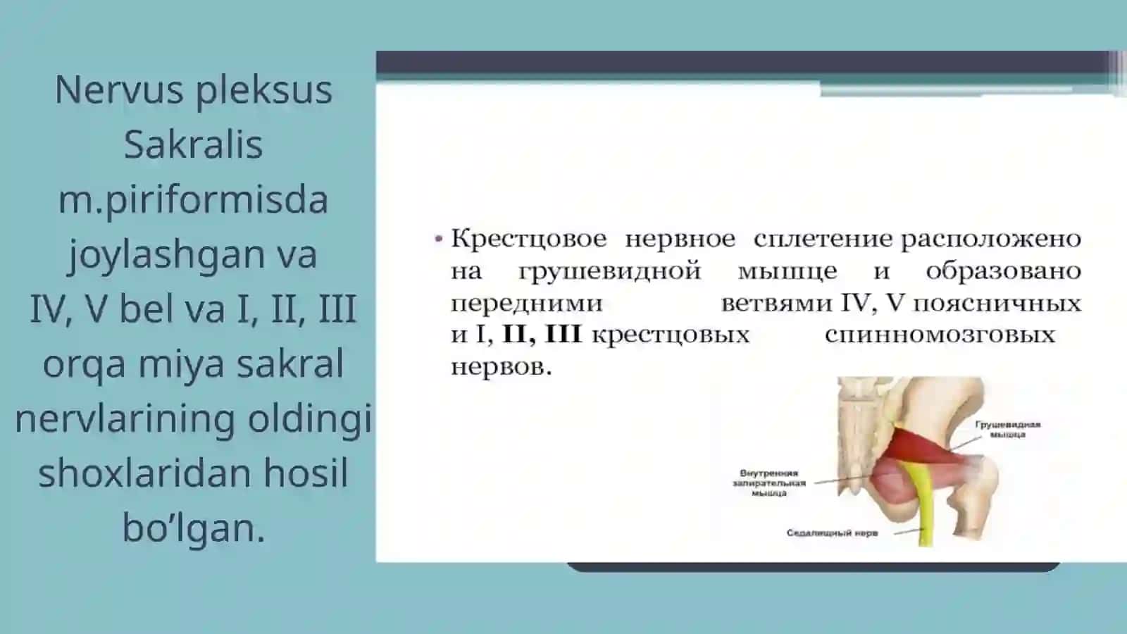 TOS ORGANLARI INNERVATSIYASI VA BUZILISH SINDROMLARI 4