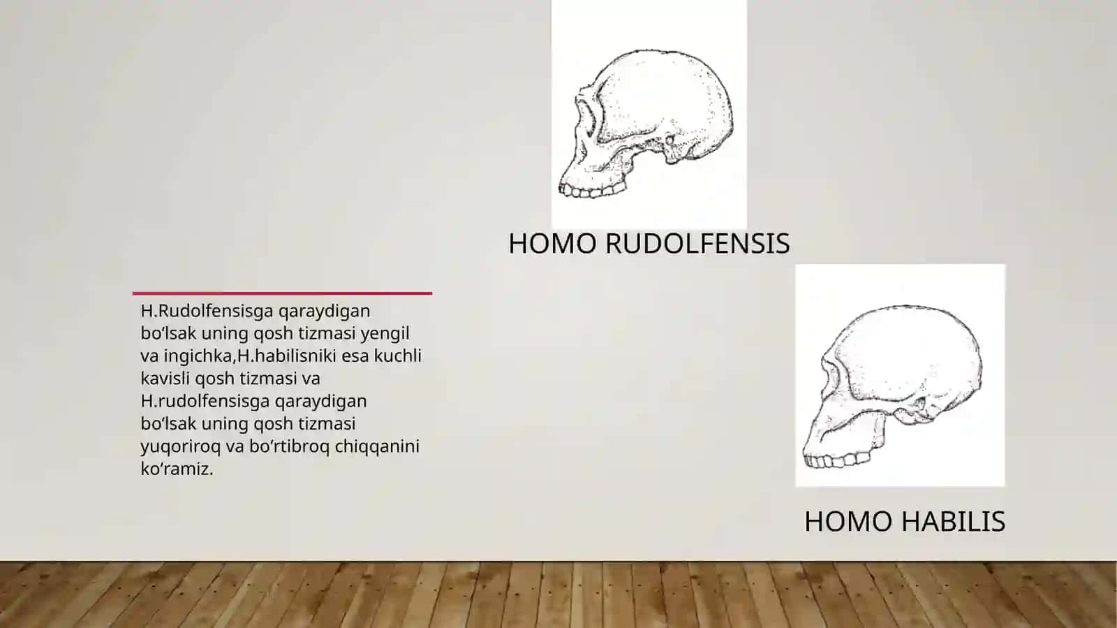 HOMO RUDOLFENSIS 4