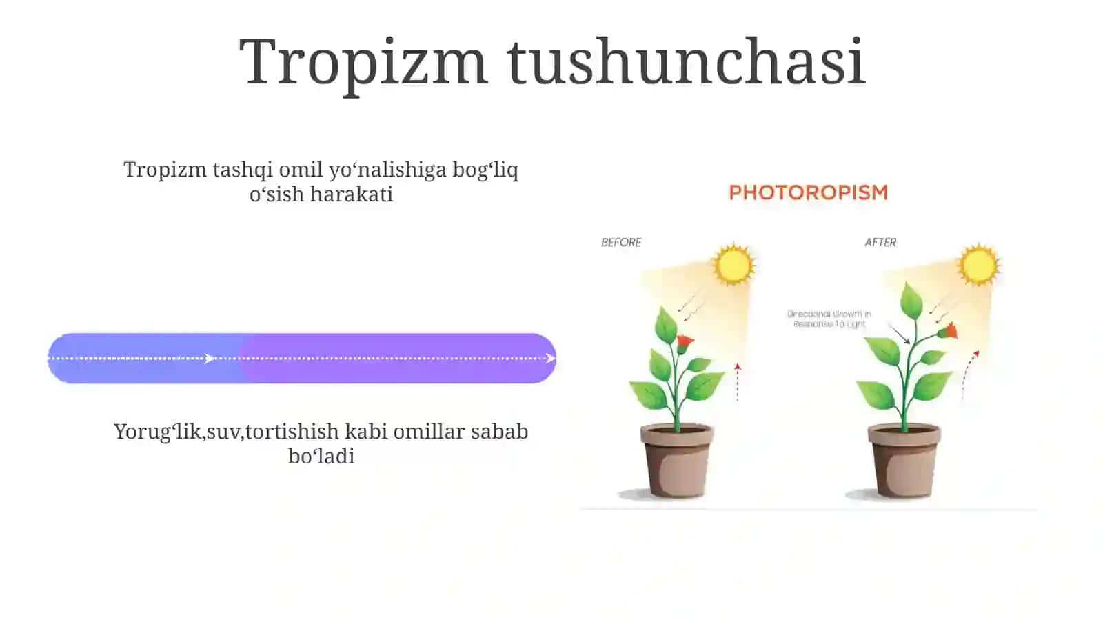Fototropizm va Fotonastiya 4