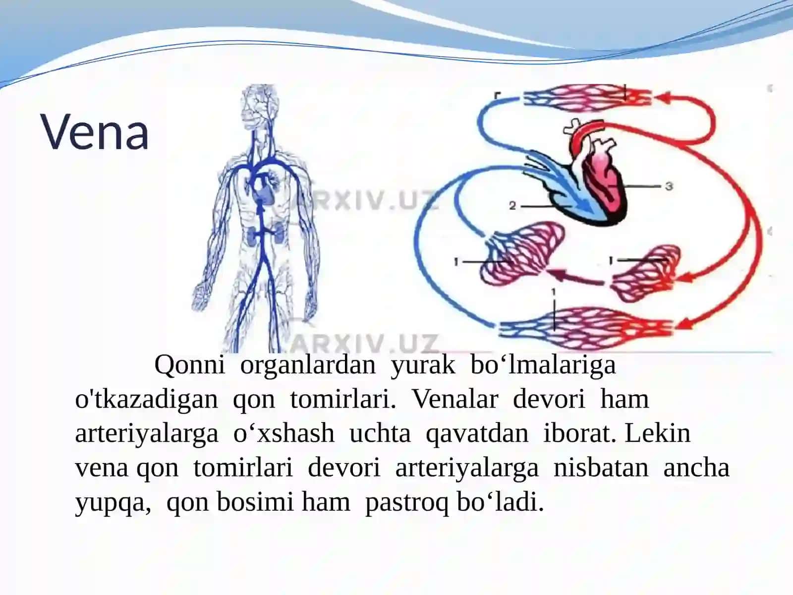 Qontomirlari, qonaylanish doirasida 4