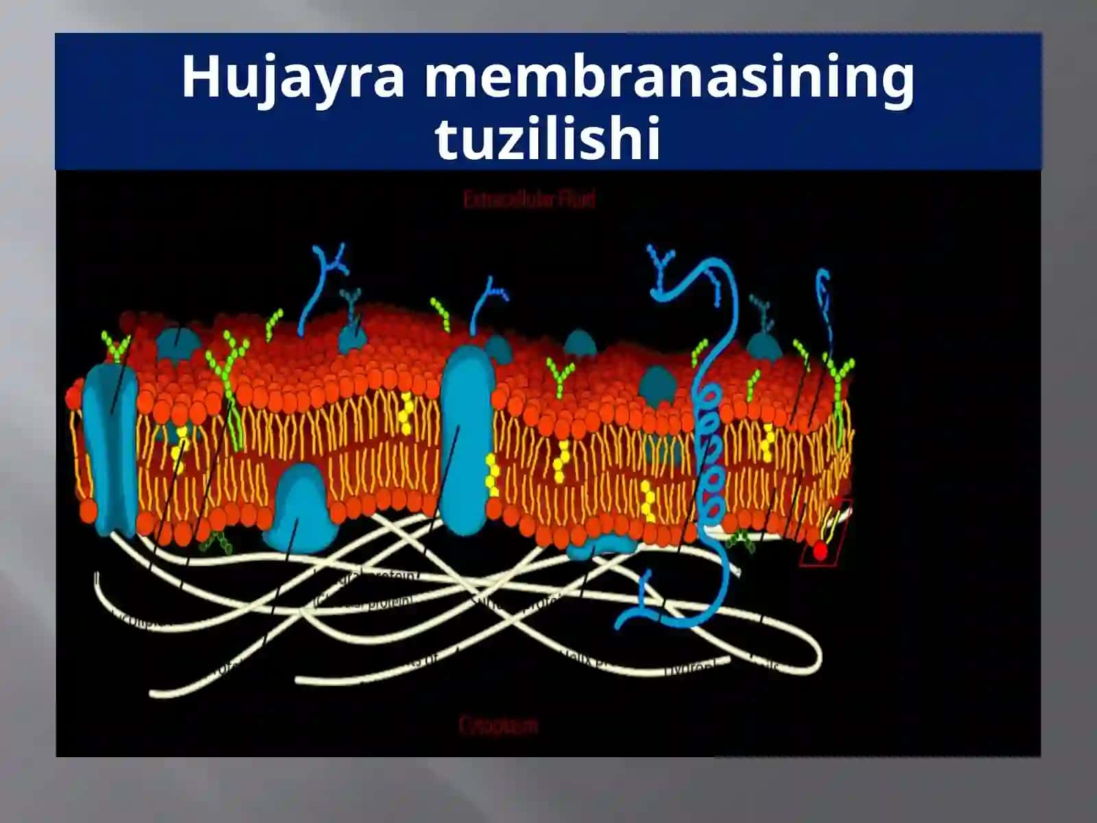 Hujayramembranasi 4