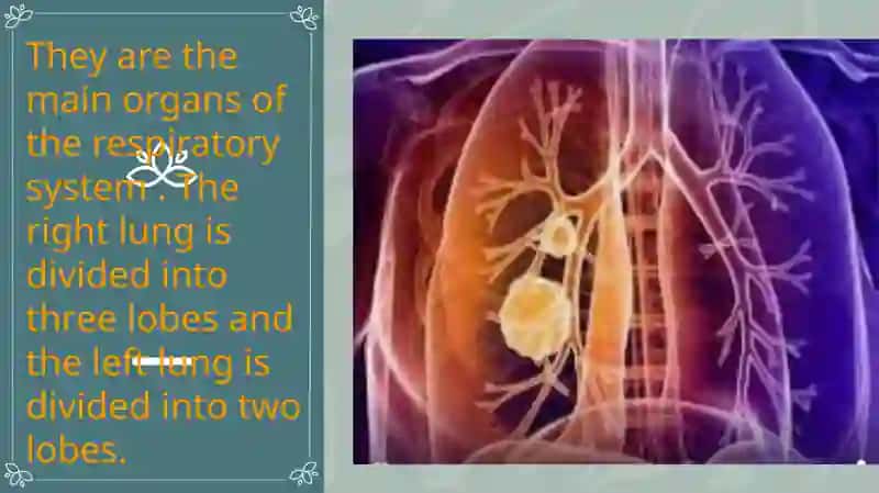 Lungs and a Pulmonary System 4