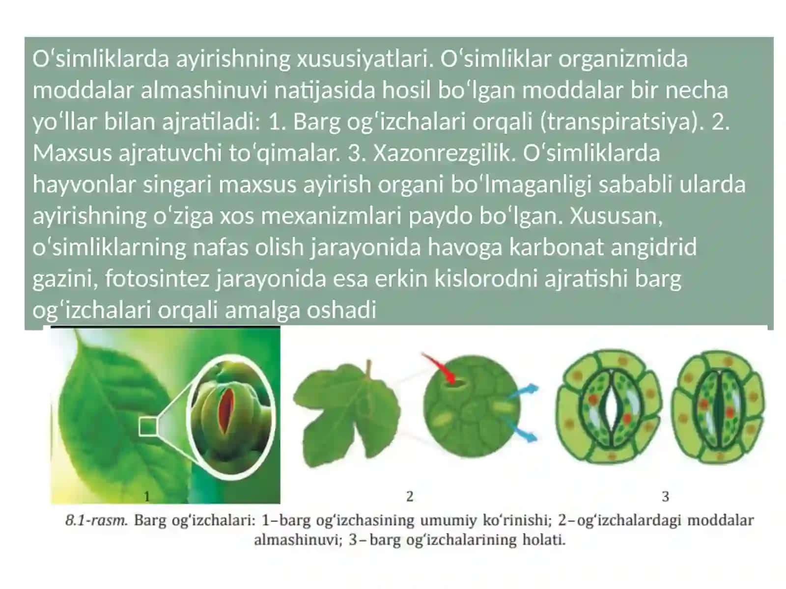 ayirish organlari 4