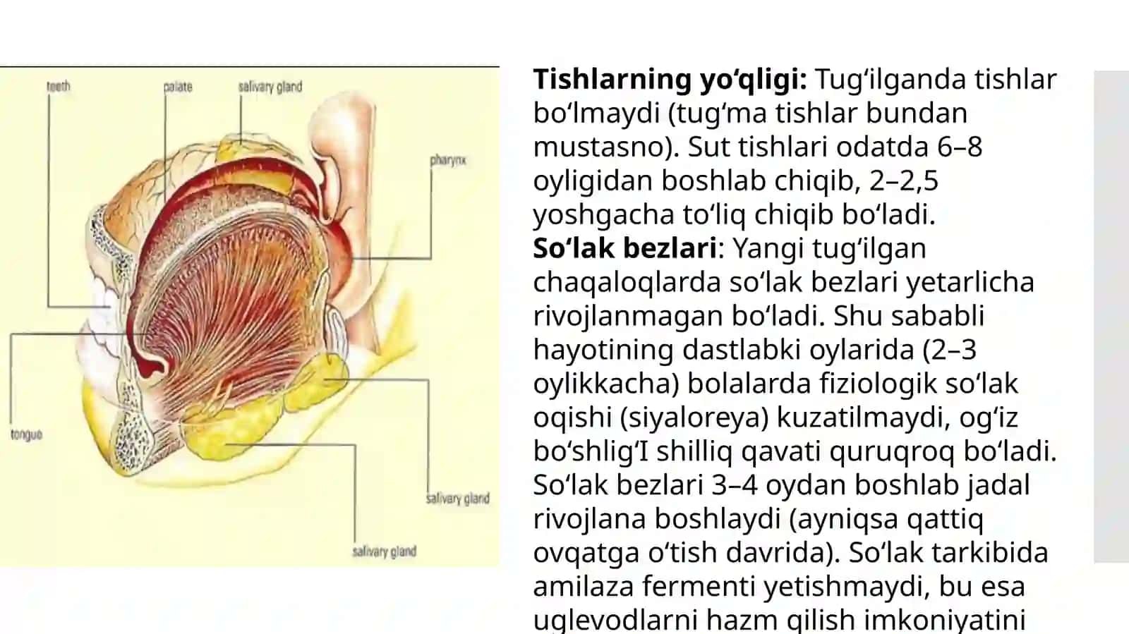 Bolalarda Og‘iz Bo‘shlig‘i, Halqum va Qizilo‘ngachning Anatomo-Fiziologik Xususiyatlari | 12 Slayd 4
