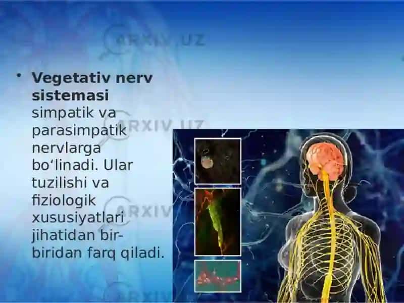 Vegetativ asab tizimining anatomiya vafiziologiyasi 4