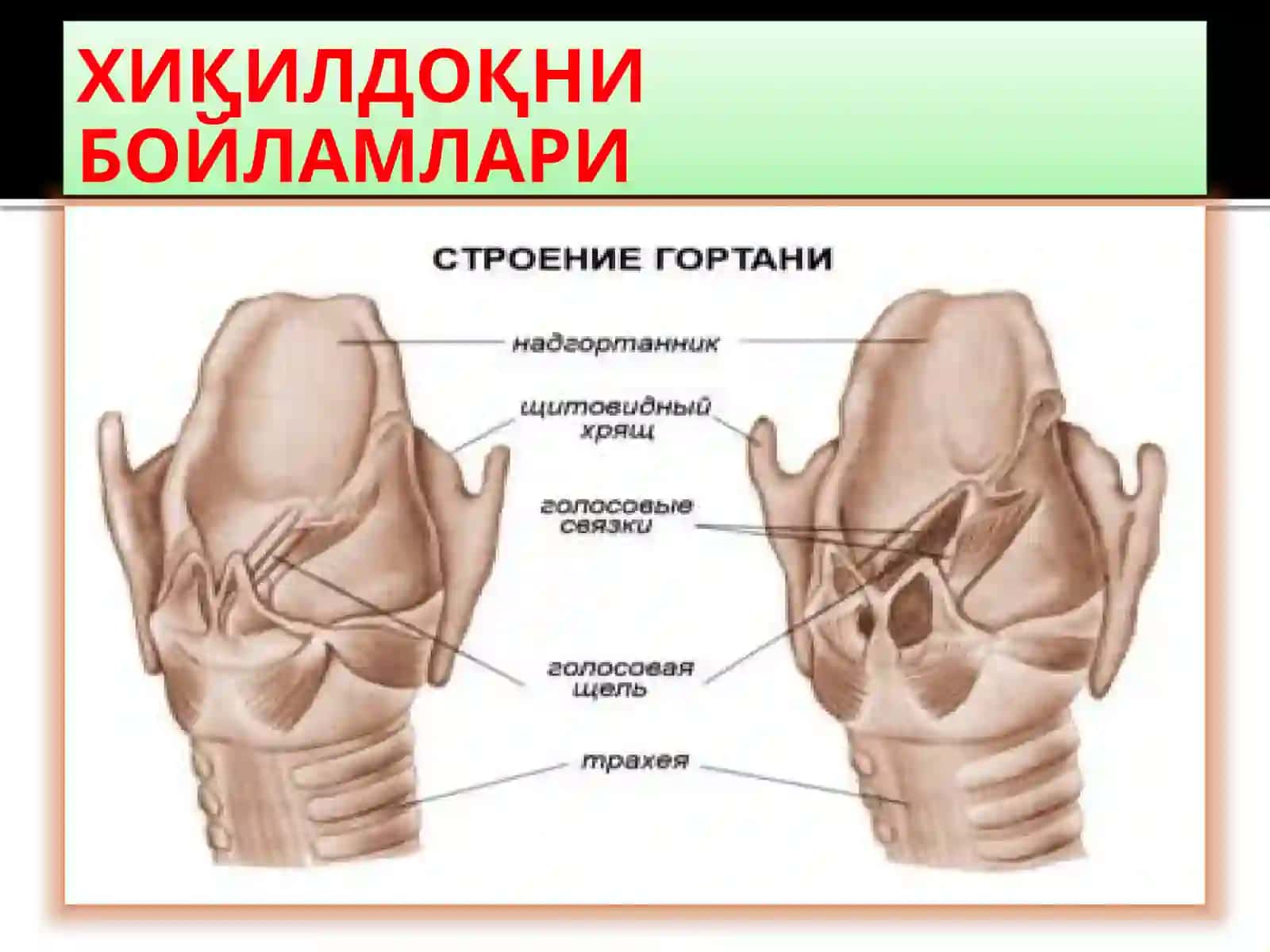 ХИҚИЛДОҚНИКЛИНИК АНАТОМИЯСИ.ХИҚИЛДОҚНИЎТКИР ВА СУРУНКАЛИ КАСАЛЛИКЛАРИ 4