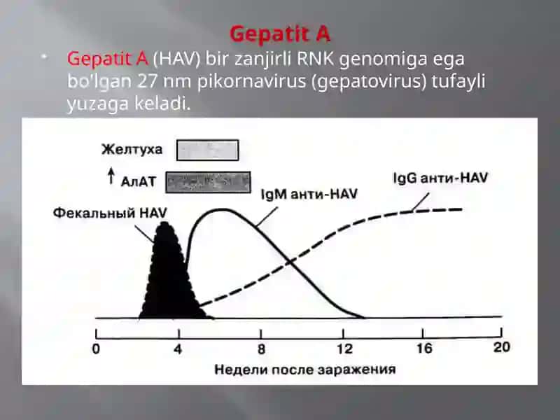 Gepatit A 4