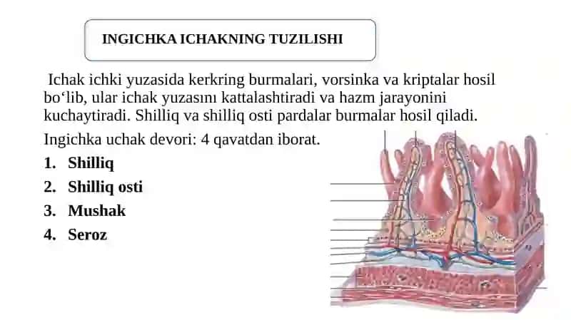 Ichakda ovqat hazm bo'lishi va qon gaz o'rilishi 4