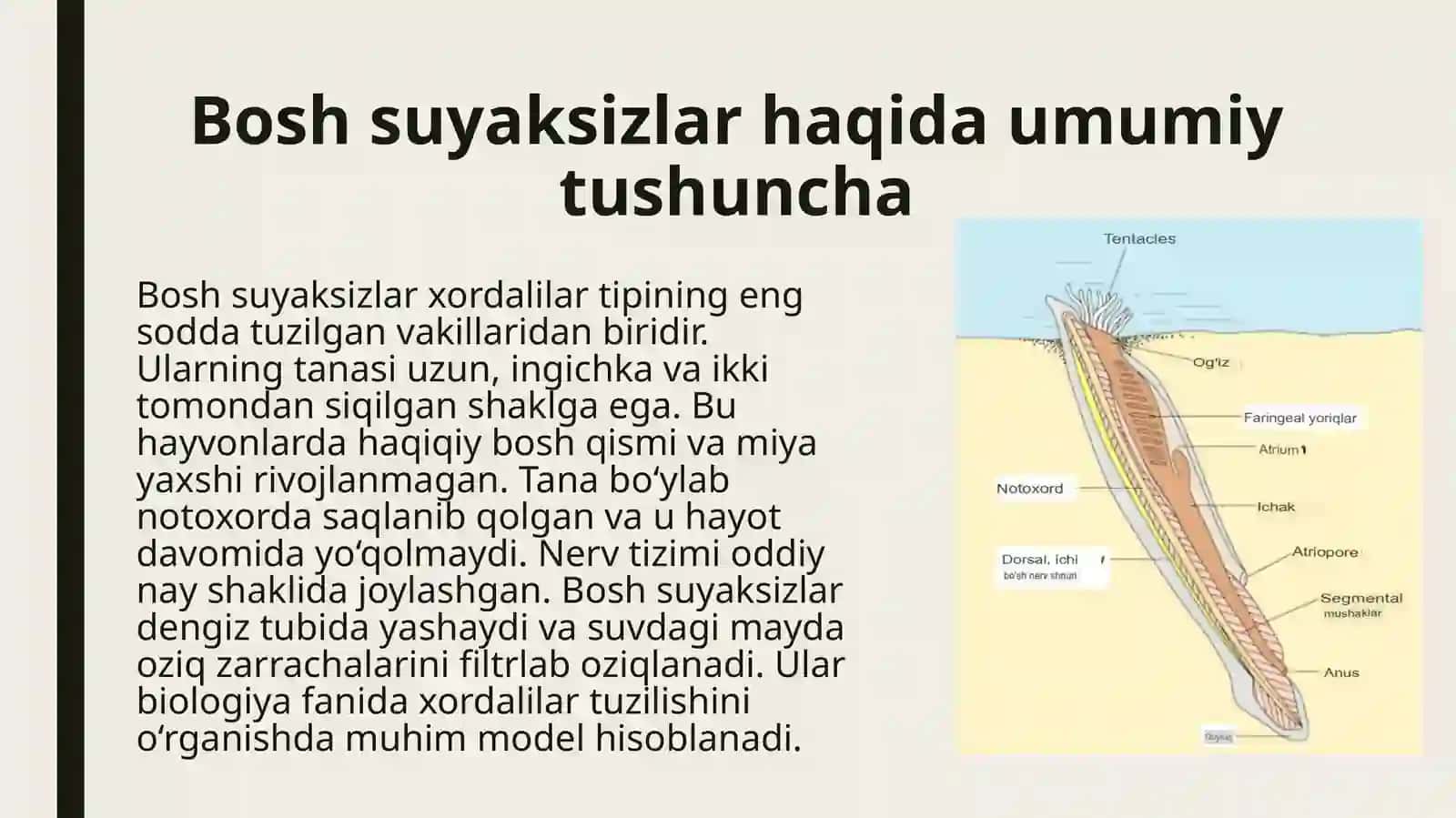 Bosh suyaksizlar-Acrania kenja tipi 4