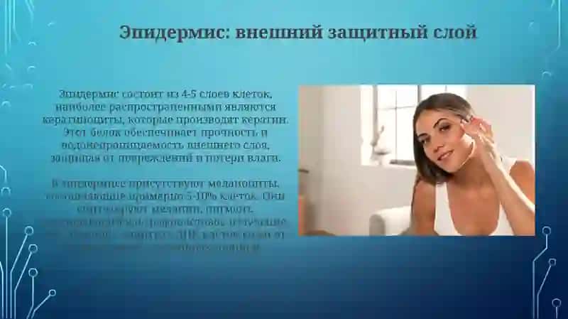 Строение и состав кожи 4