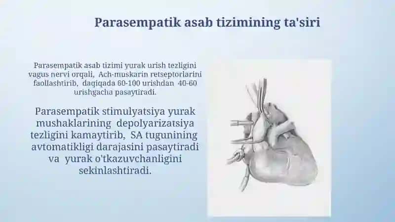 Yurak avtomatiyasining tabiati 4