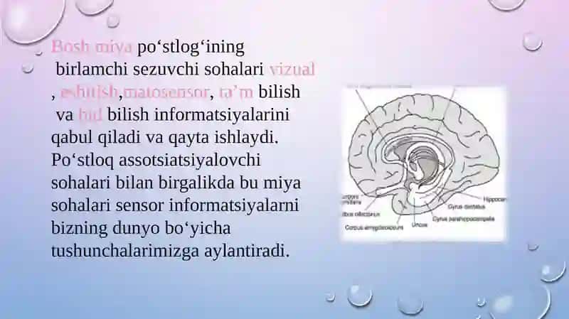 Bosh miya turli bo'limlari faoliyatini o'rganish, bosh miya yarimsharlar po'stlog'i fiziologiyasi 4
