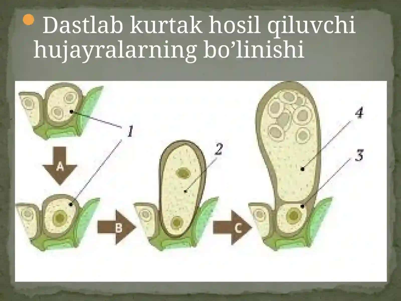 O'simliklar anatomiyasi va morfolgiyasi 4