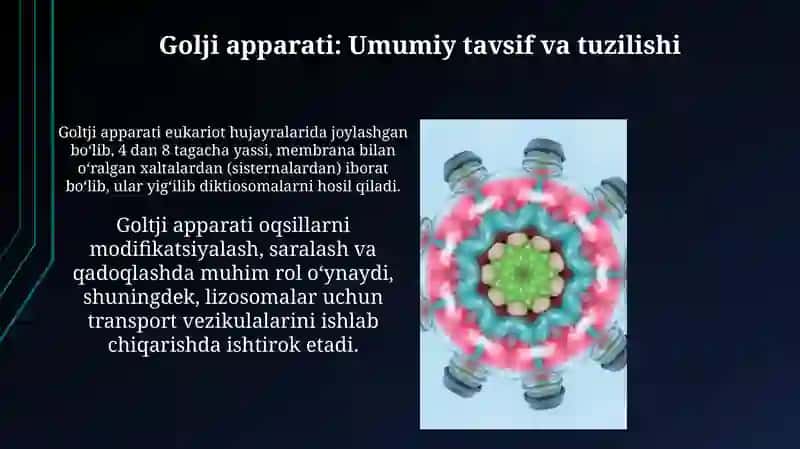 Endoplazmatik retikulim va golji apparati va lizosomalar 4