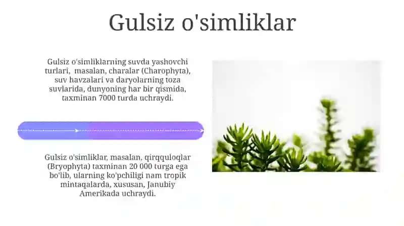 O‘simliklar dunyosi va o‘simliklarning hayotiy shakllari 4