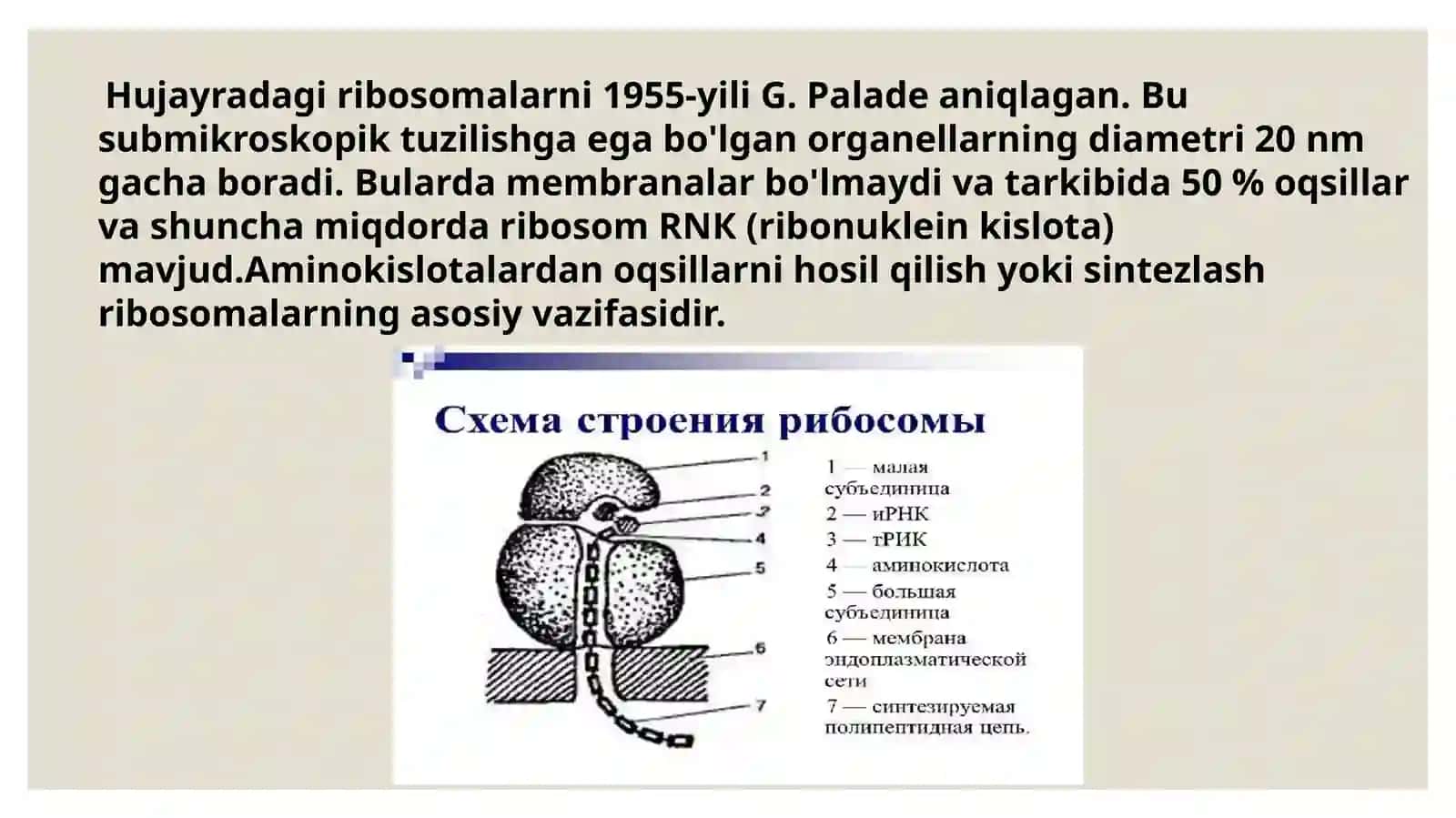 Ribosomalar, ularning tuzilishi, funksional holatining ahamiyati 4