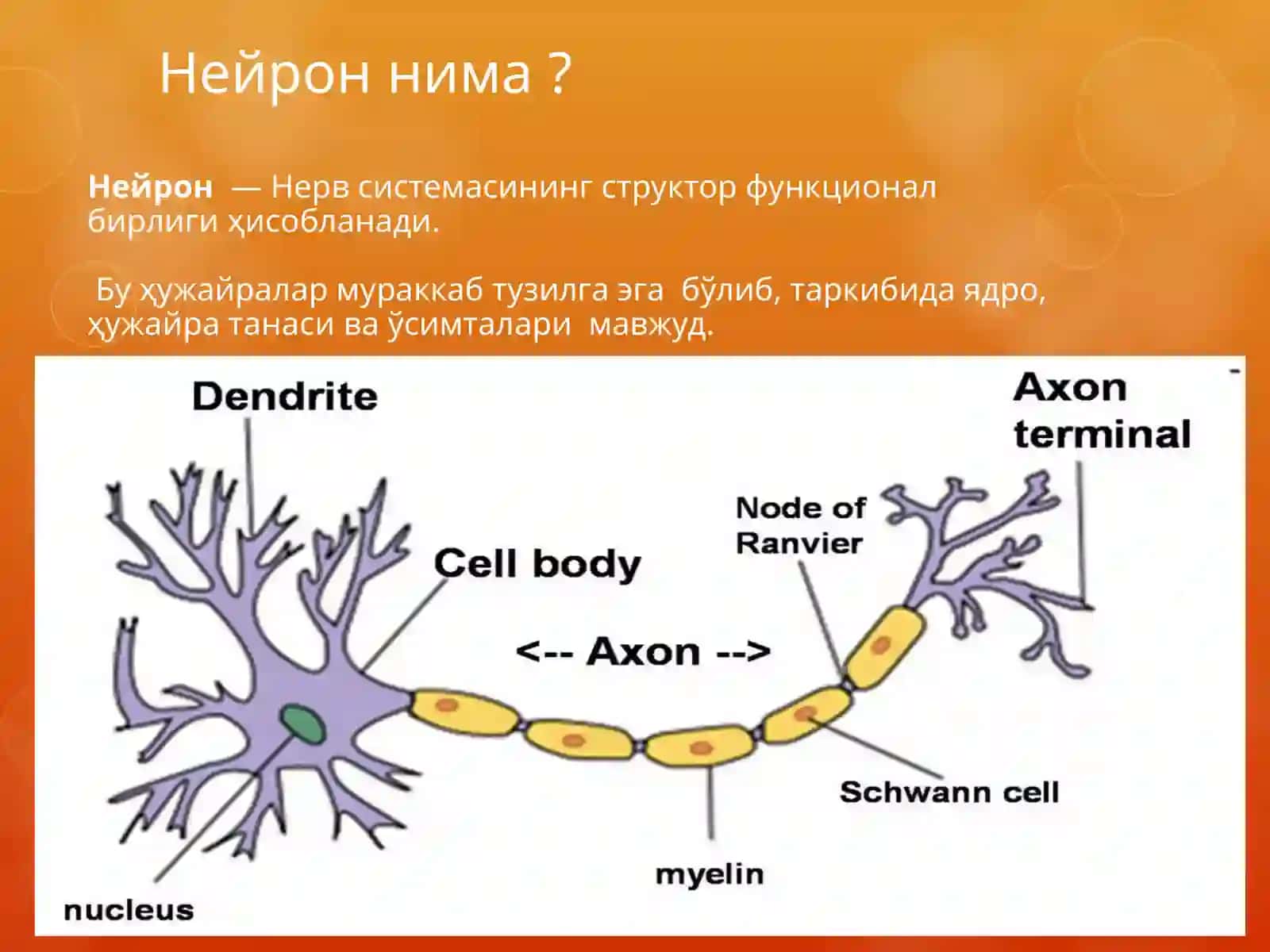 Мушаклар физиологияси. Асаб толаси ва синапслар 4