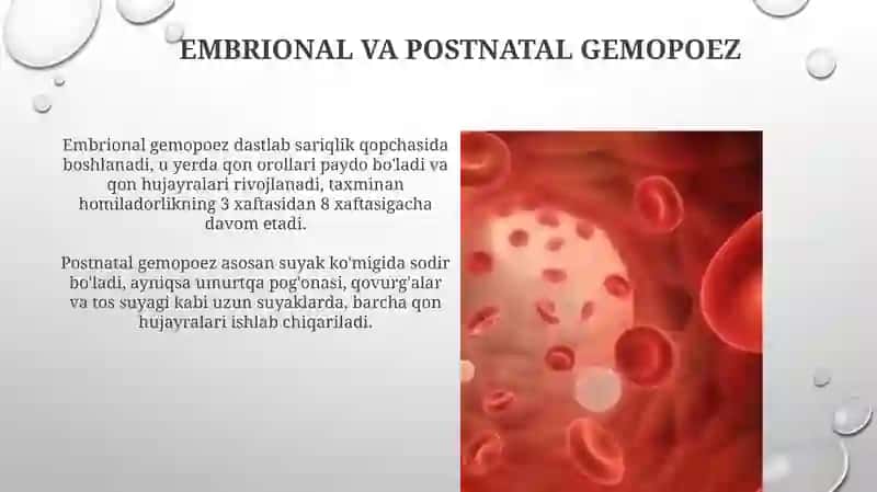 Gemotsitopoez va uning bosqichlari 4
