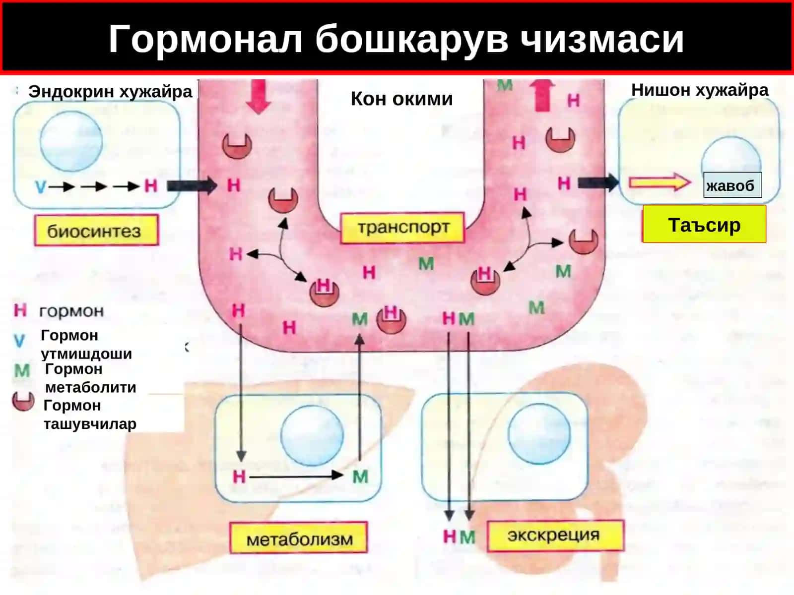 Эндокрин тизим патофизиологияси 4