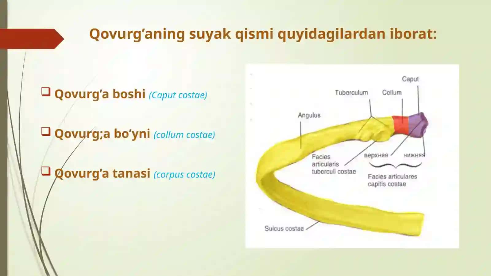 Qovurg’alar va to’sh suyagi 4